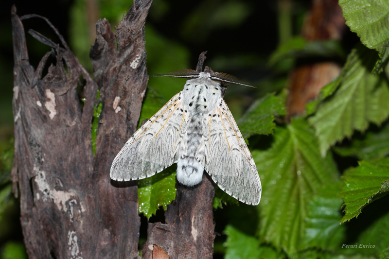 Cerura vinula!